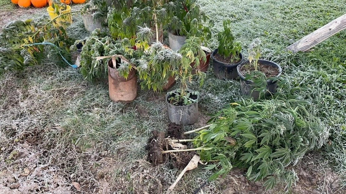 Toamnă la Iași: Cannabis printre dovleci și porumb. Mascații au adunat recolta - FOTO