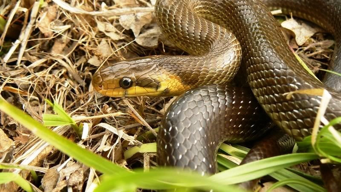 Invazie de șerpi pe străzile acestui oraș! Reptilele ajung până la 2.5 metri