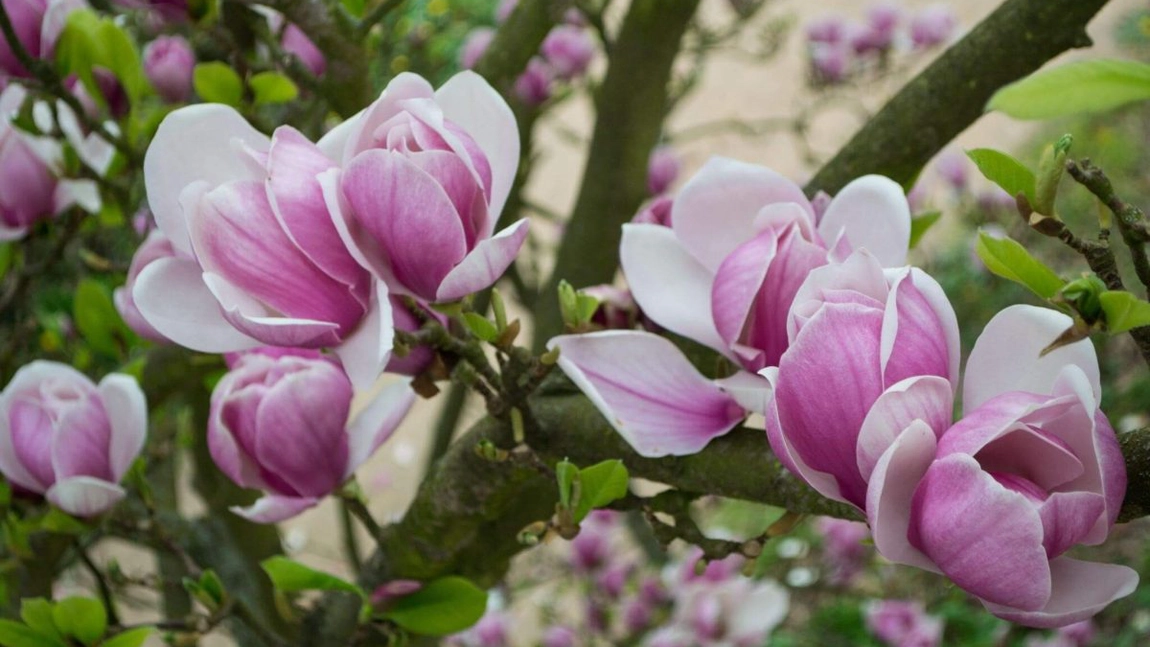 Magnolia, copacul cu origini misterioase care îți va schimba grădina pentru totdeauna!