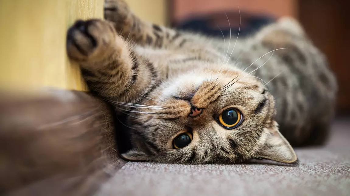 Cum se calculează vârsta unei pisici în ani umani: Ghid complet pentru proprietarii de feline