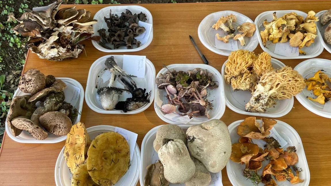 S-a deschis expoziția de ciuperci comestibile și toxice la Grădina Botanică „Anastasie Fătu” din Iaşi