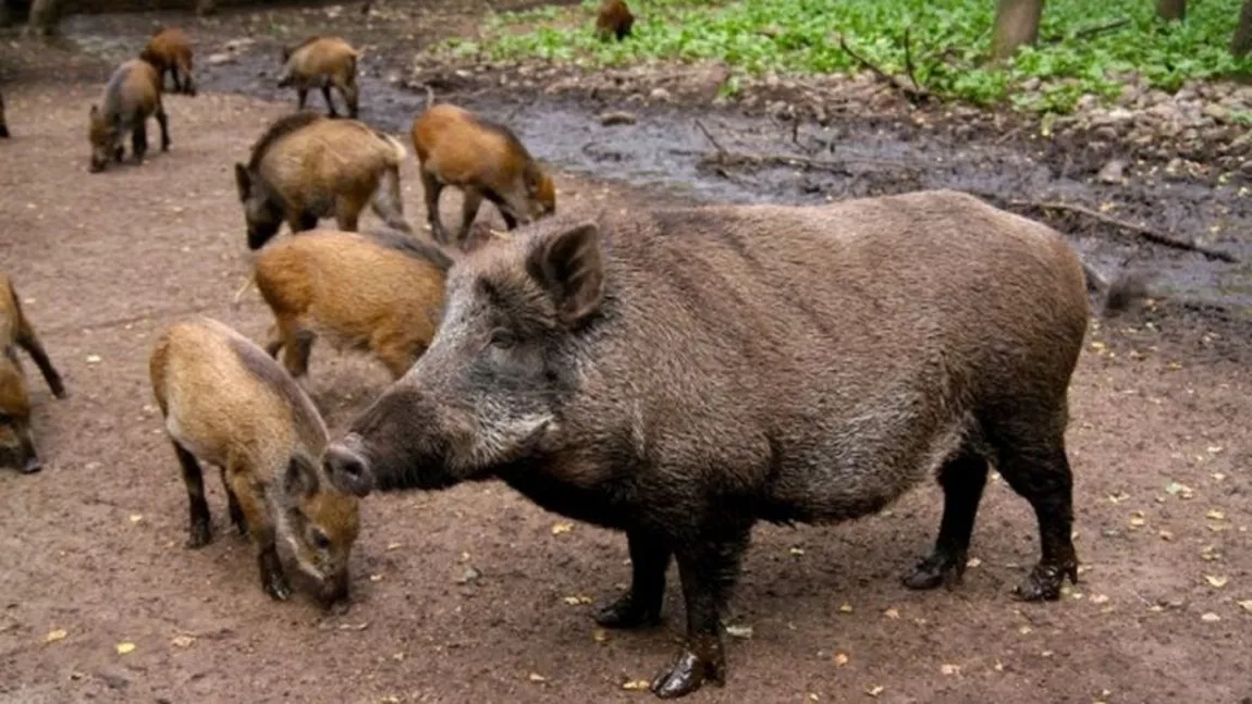 Românii care împiedică răspândirea pestei porcine africane primesc bani de la stat. 200 de euro pentru fiecare mistreț împușcat și incinerat