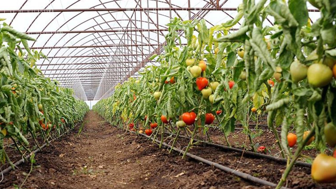 Încep plățile pentru programul Tomata în Iași, ciclul II de producție. Legumicultorii primesc 1.500 de euro