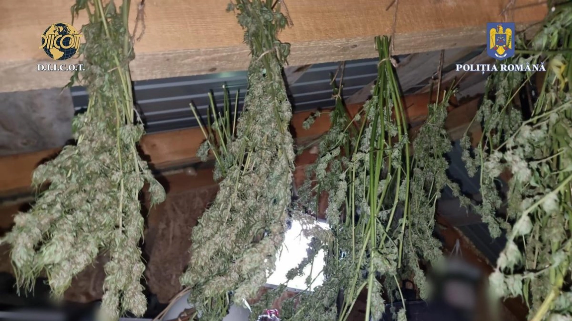 Mai multe persoane au fost arestate pentru trafic de droguri, la Iași 