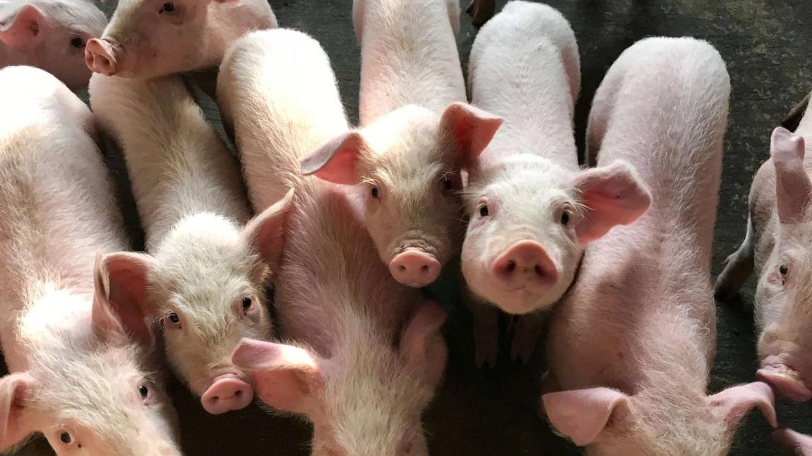 Unde se face Evomec la porci? Tot ce trebuie să știe orice fermier