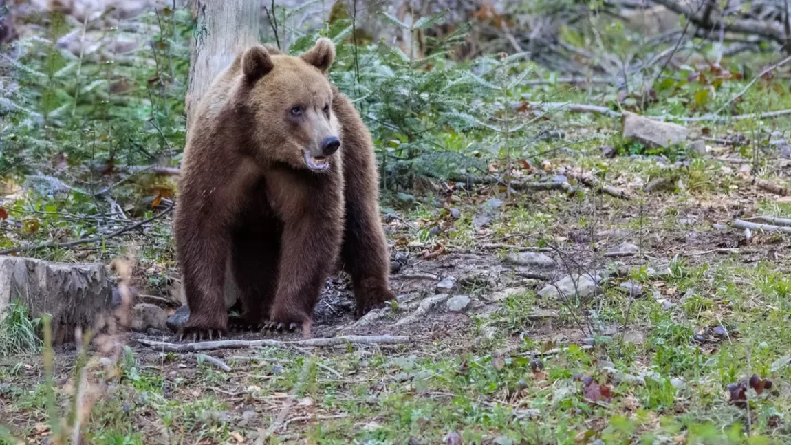 S-a dat alerta la Suceava! Un bărbat de 54 de ani a fost mușcat de urs