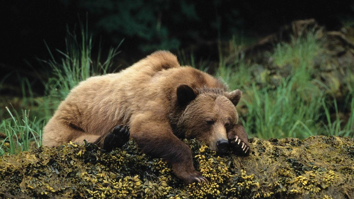 Urșii au invadat Poiana Brașov! Animalele se plimbă nestingherite și bagă spaima-n turiști