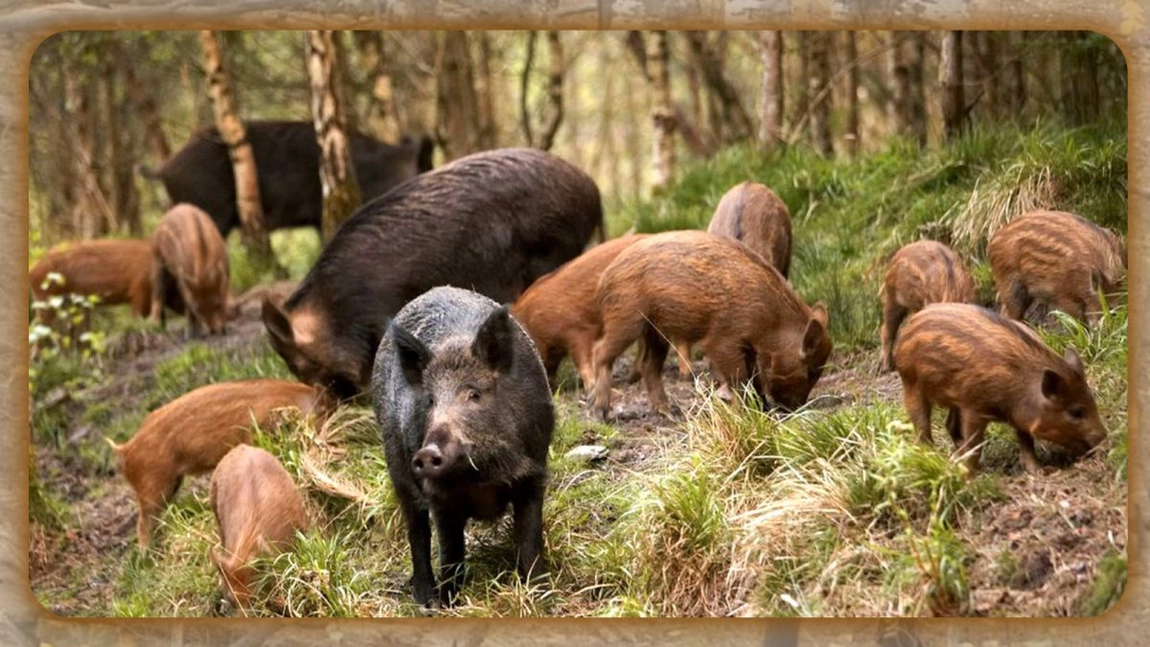 Nu mai sunt focare de pestă porcină la mistreți, în județul Iași, dar nici în gospodării  