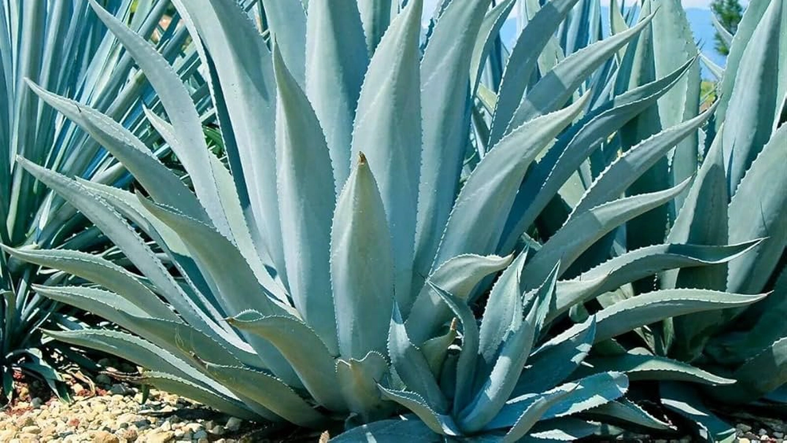 Agave. Ce beneficii are planta și în ce o poți utiliza
