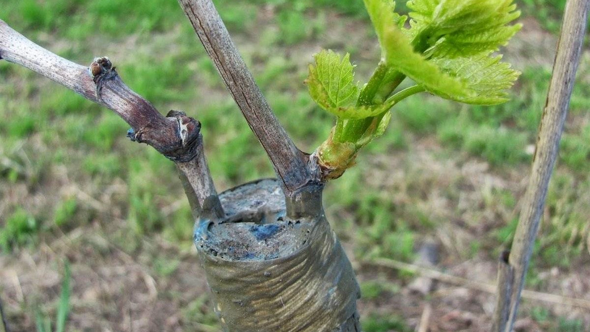 Cum se face altoirea viței-de-vie? Secretul prin care poți avea cei mai frumoși struguri