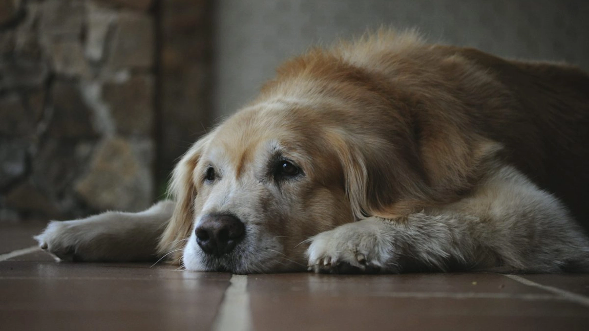 Cum îmbătrânește un câine. Sfaturi de îngrijire pentru ultima etapă de viață