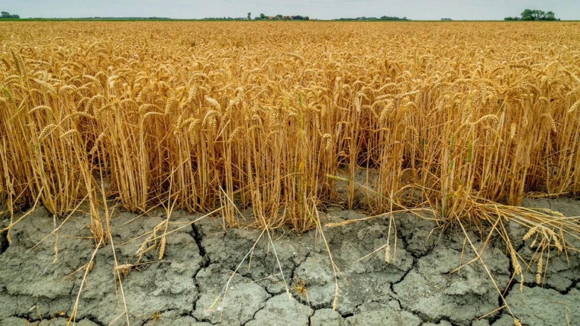 Direcția Agricolă Iași a virat în conturile fermierilor 14 milioane de euro, despăgubiri pentru seceta pedologică