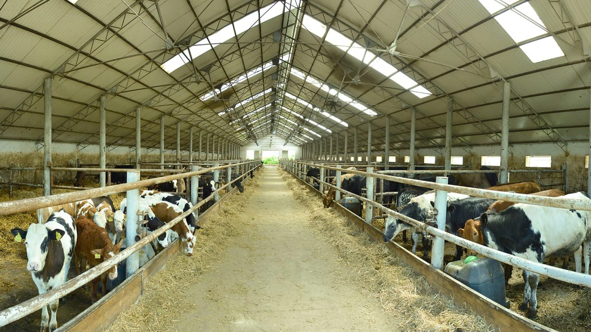 Ieșenii au pierdut 15,7 milioane de euro, fonduri europene pentru modernizarea fermelor