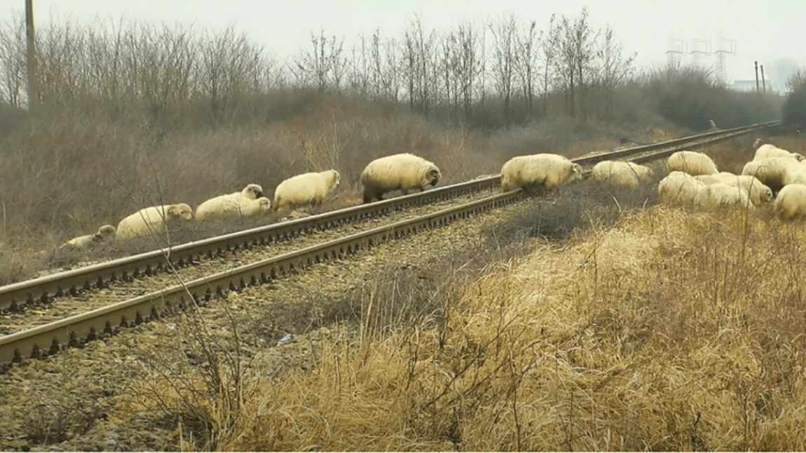 Incident pe ruta Iași-Timișoara: Un tren a lovit o turmă de oi pe șine - UPDATE