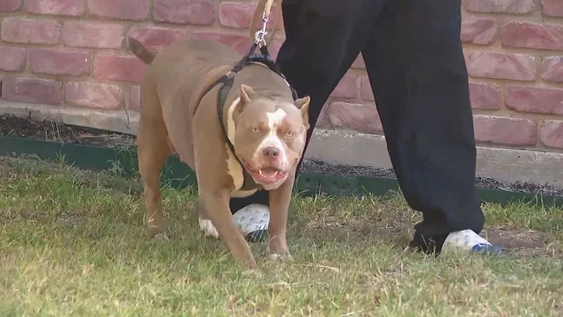 Teroare în familie: O femeie de 73 de ani a fost ucisă de propriul pitbull 