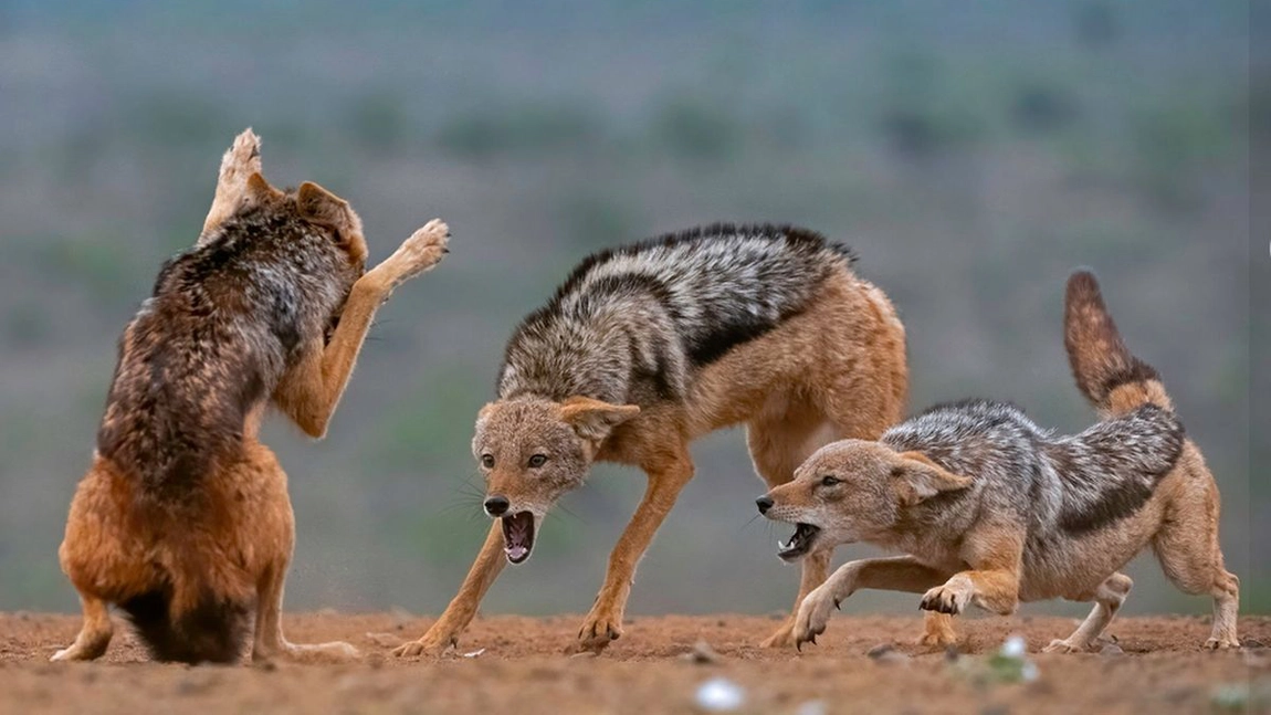 Șacalul atacă omul? Cât de periculos este acest animal