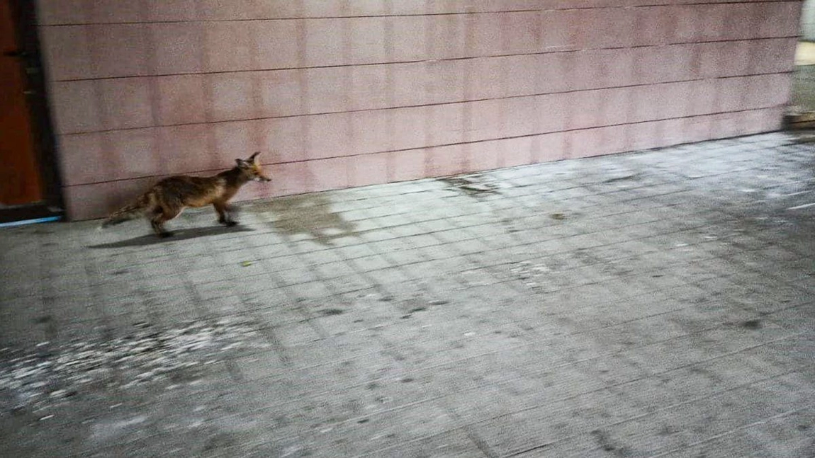 A murit vulpea care a pus pe jar autoritățile din Iași! A fost văzută ultima dată pe o stradă din centrul orașului. DSVSA: „A fost călcată de o mașină”