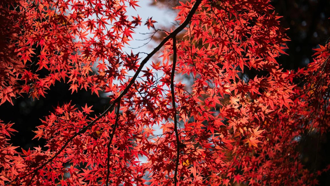 Grădină în stil zen: utilizarea arțarului japonez pentru armonie vizuală