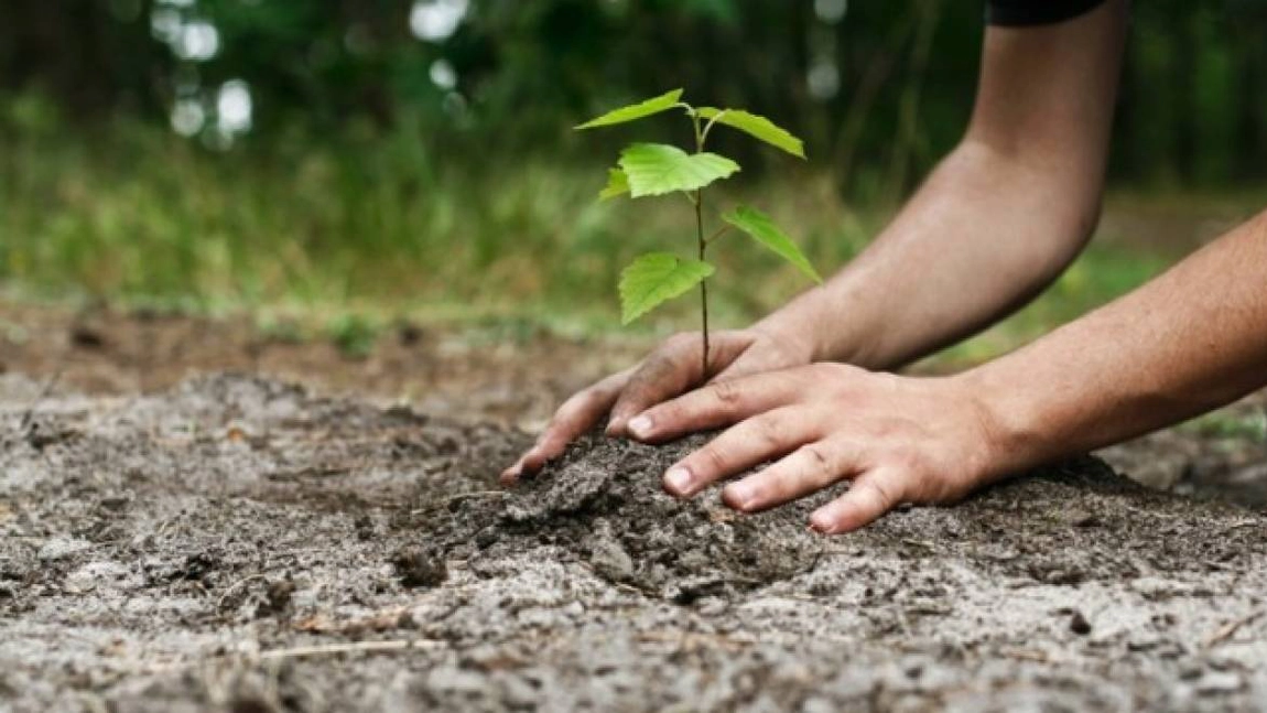 Copacul ideal de plantat în martie! Atrage prosperitatea și norocul în viața ta
