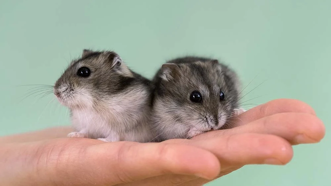 Hamsterul pitic siberian, cel mai popular animal de companie. Cât de greu e să ai grijă de un mic rozător?