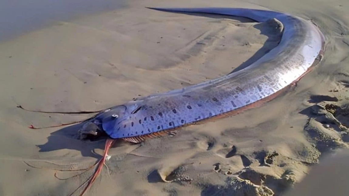 Făptura care își face apariția când se întâmplă ceva rău. Misterul creaturii care pare să prevestească dezastrele naturale