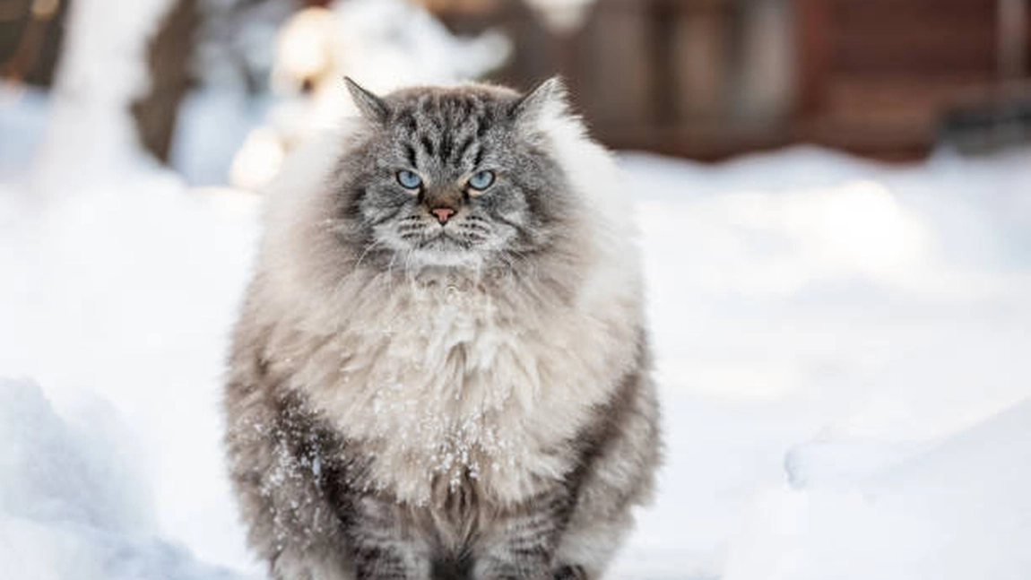 Pisica Siberiană, una dintre cele mai scumpe rase de pisici. Ce dietă specială necesită?