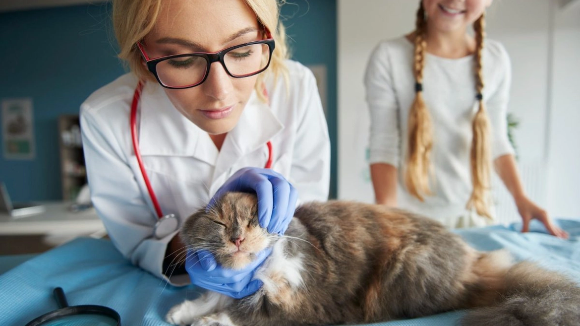 Alerta ascunsă în case: Tot mai multe animale de companie otrăvite cu droguri periculoase