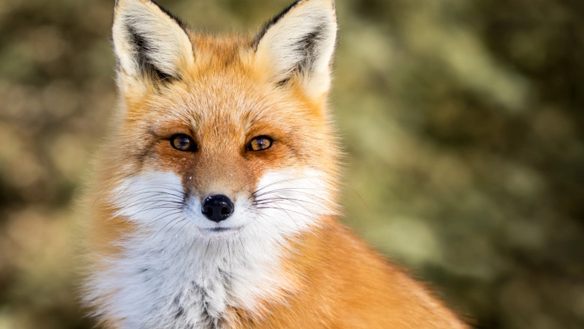 Alerta rabiei! Creșterea mușcăturilor de animale sălbatice în București