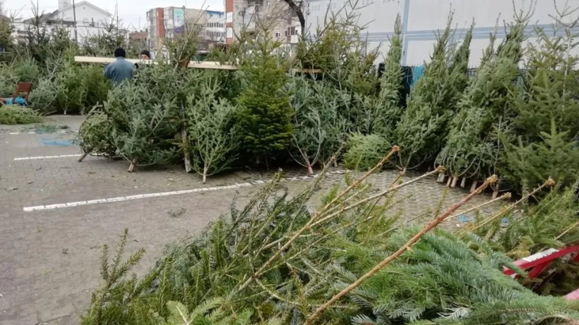 Salubris a început să colecteze brazii de Crăciun! În fiecare an, compania adună sute de pomi după sărbători
