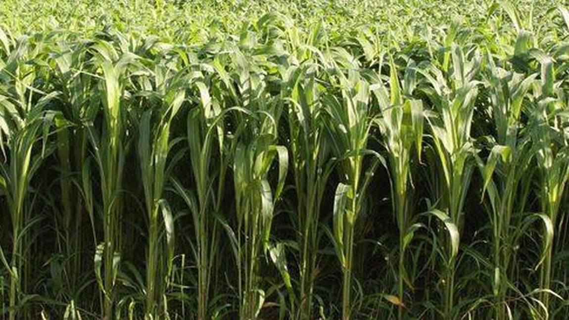 Câți ani rezistă iarba de Sudan? O plantă cu o mare adaptabilitate