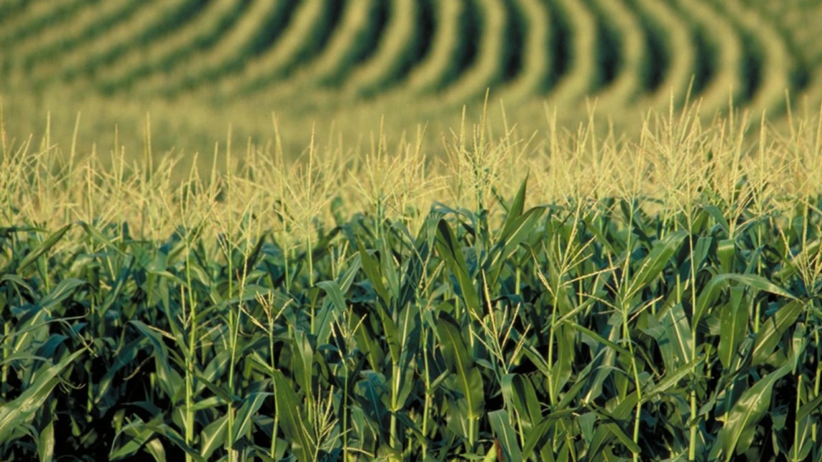 A scăzut numărul fermierilor din Iași care practică agricultura ecologică și au primit subvențiile de la APIA. Instituția a plătit beneficiarilor 214.382 de euro