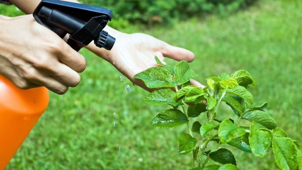 Uleiul de neem, un insecticid natural. Iată cum să îți protejezi plantele!