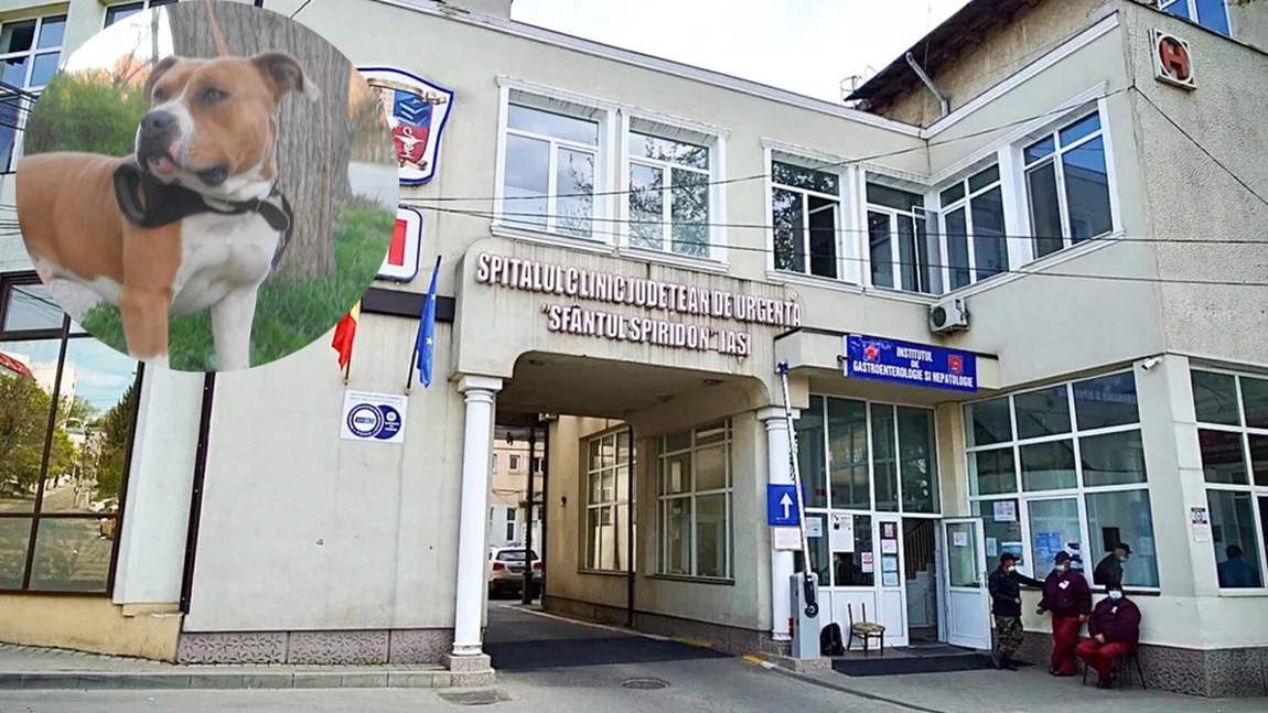 Medicii de la Spitalul „Sf. Spiridon” Iași s-au îngrozit când au văzut cât de desfigurată era bătrâna atacată de câinele de luptă al familiei: „Oricâtă experiență ai avea, tot rămâi șocat când vezi așa ceva”