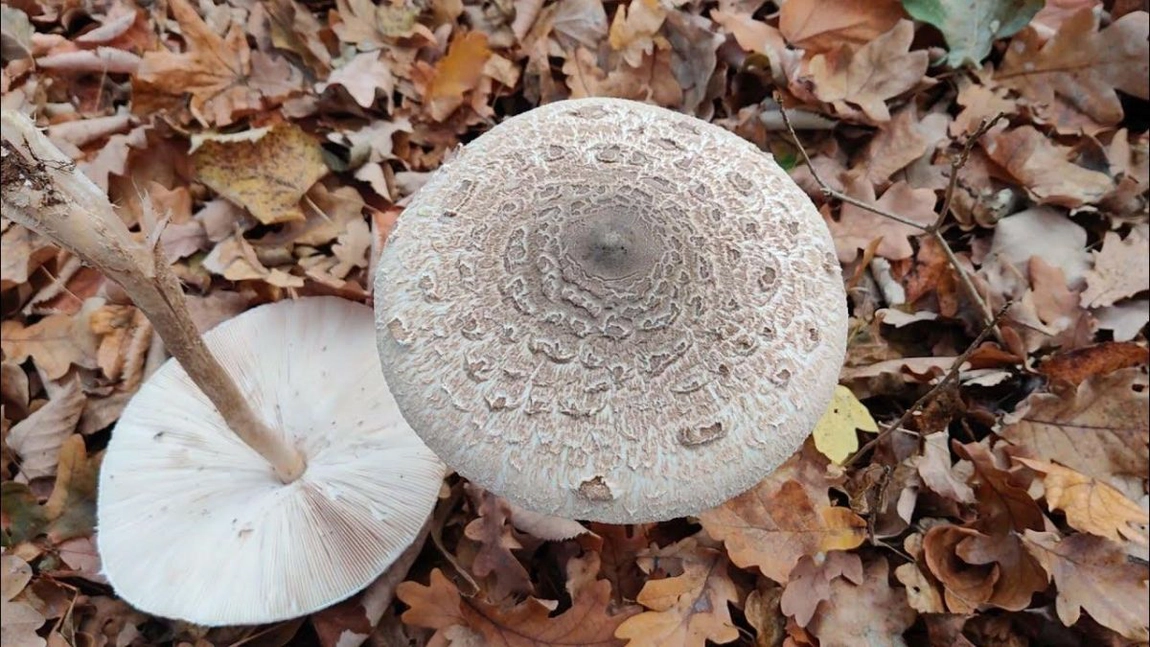 Cum identificăm ciuperca „piciorul căprioarei” otrăvitoare? Consumul poate duce la deces!