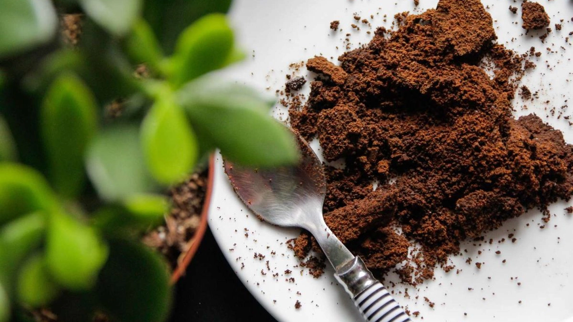 Secretul pentru cele mai frumoase flori: Presară zaț de cafea peste orhidee de trei ori pe săptămână
