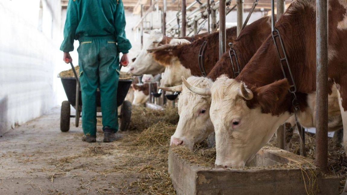APIA și ITM vor verifica fermierii din Iași care vor să obțină subvenții în 2025. În luna martie începe campania de depunere a cererilor unice de plată