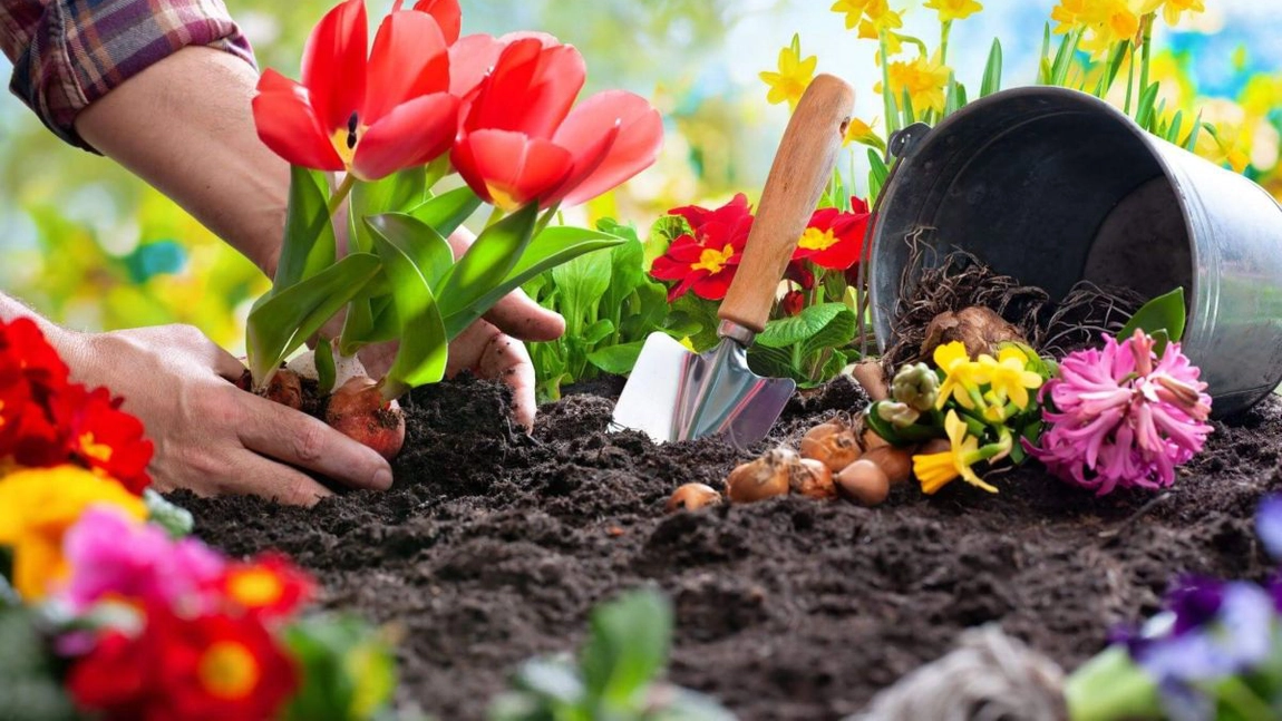 Când se plantează lalelele? Cel mai potrivit moment
