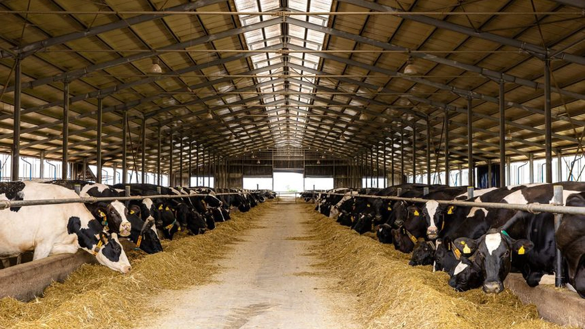 Investiție de 3 milioane de euro în România! Se dezvoltă cea mai mare fermă zootehnică integrată din țară