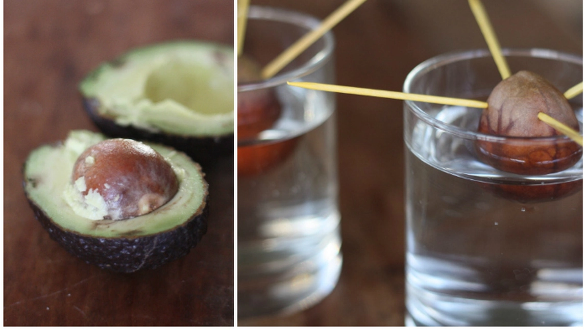 Cum se plantează avocado. De la un sâmbure la un arbore ce poate să producă fructe