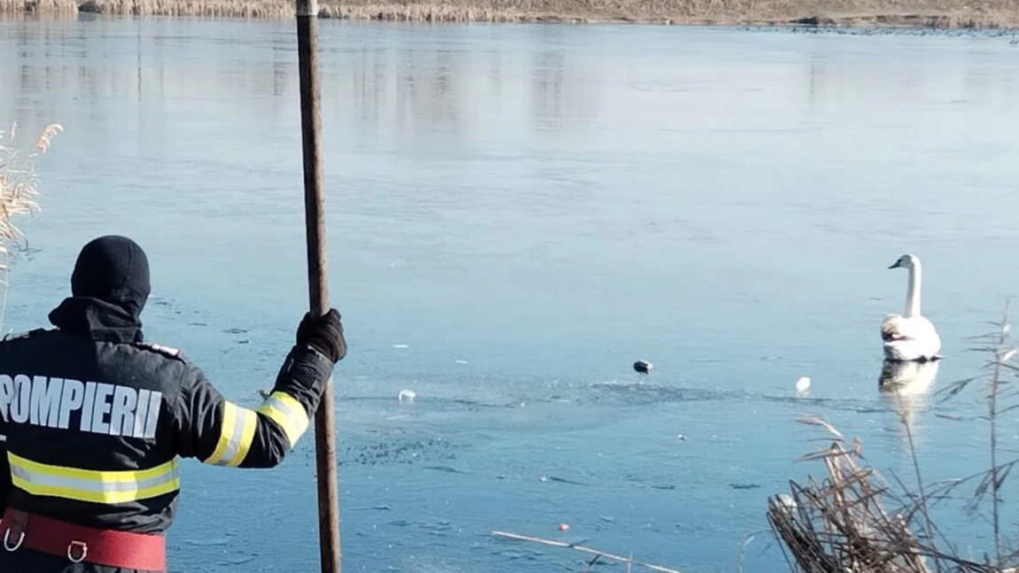 Mai multe lebede au rămas imobilizate pe un lac înghețat din Iași. Pompierii intervin