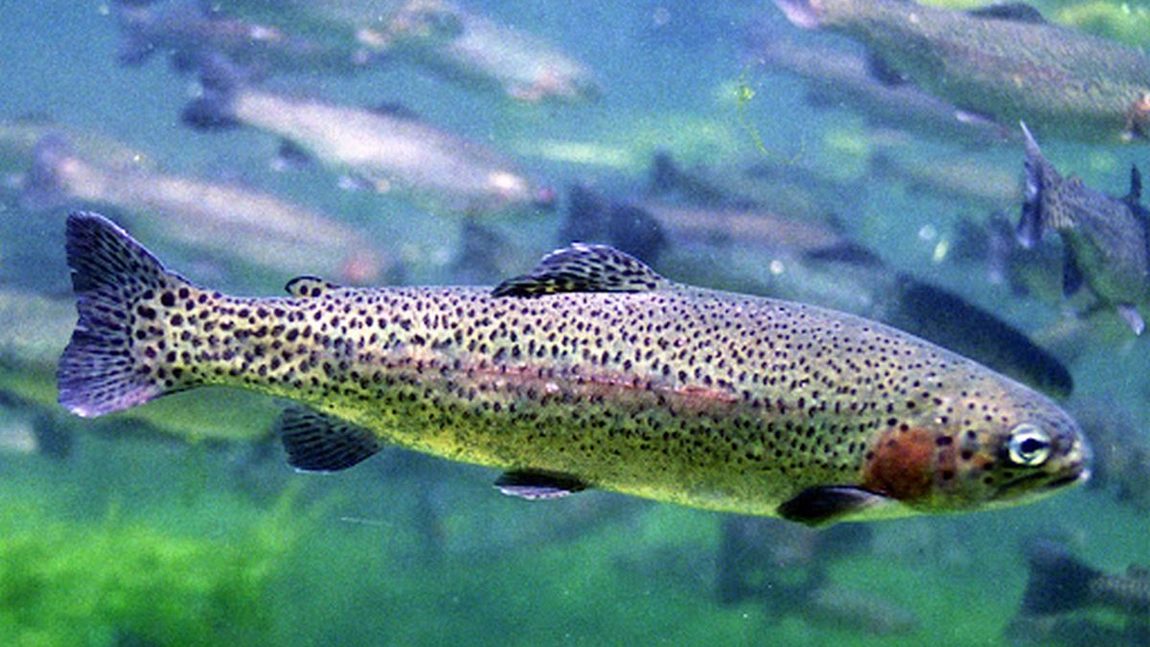 Păstrăvul curcubeu – O specie inedită și surprinzătoare