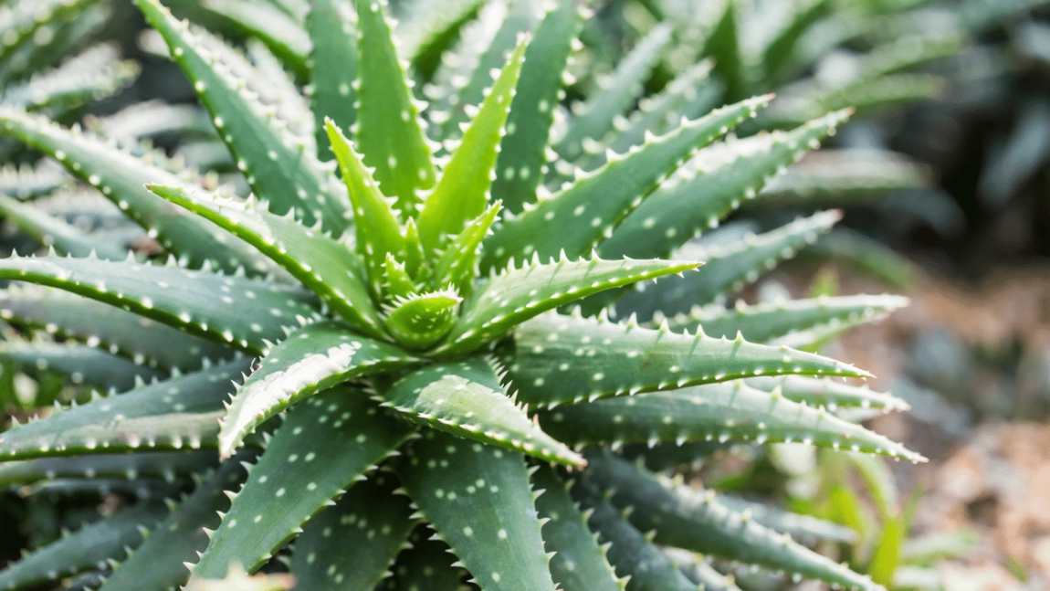 Cum poți crește o plantă Aloe Vera acasă? Iată tot ce trebuie să știi!