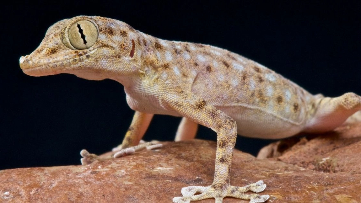 Șopârla gecko. Informații impresionante despre această specie