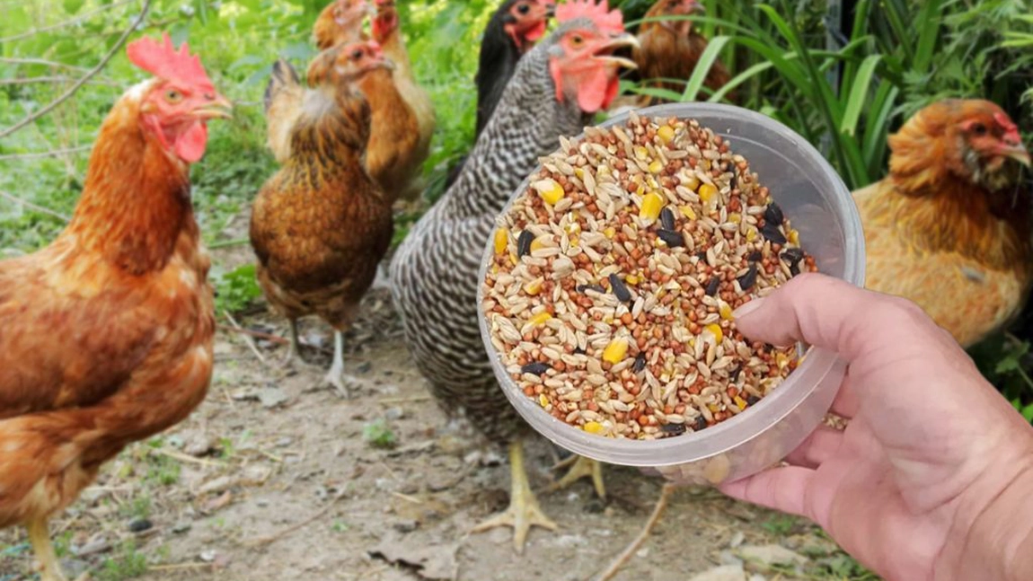 Care este cel mai bun amestec de cereale pentru pui de carne? Iată ingredientele pe care să le combini ca să crească sănătoși!
