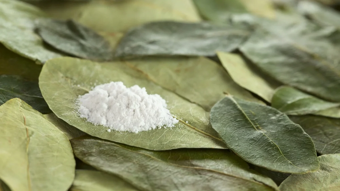 Frunza de coca ar putea fi legalizată! Columbia principala susținătoare