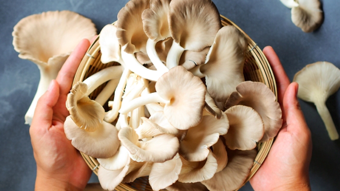 Cât timp se fierb ciupercile pleurotus, de fapt? Iată cum să iasă moi și delicioase!