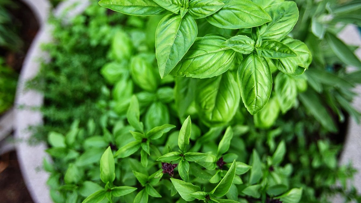 Planta care înlocuiește sarea în rețete! O alternativă sănătoasă pentru un gust delicios