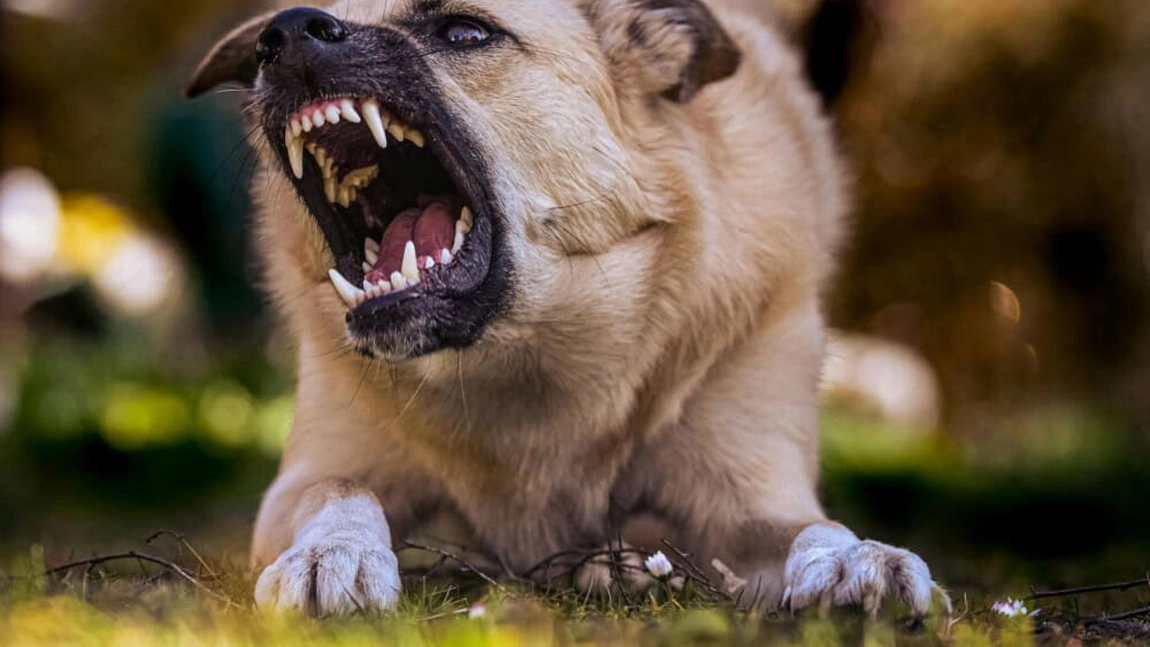 O femeie de 30 de ani, sfâșiată de câinii maidanezi în parc: 