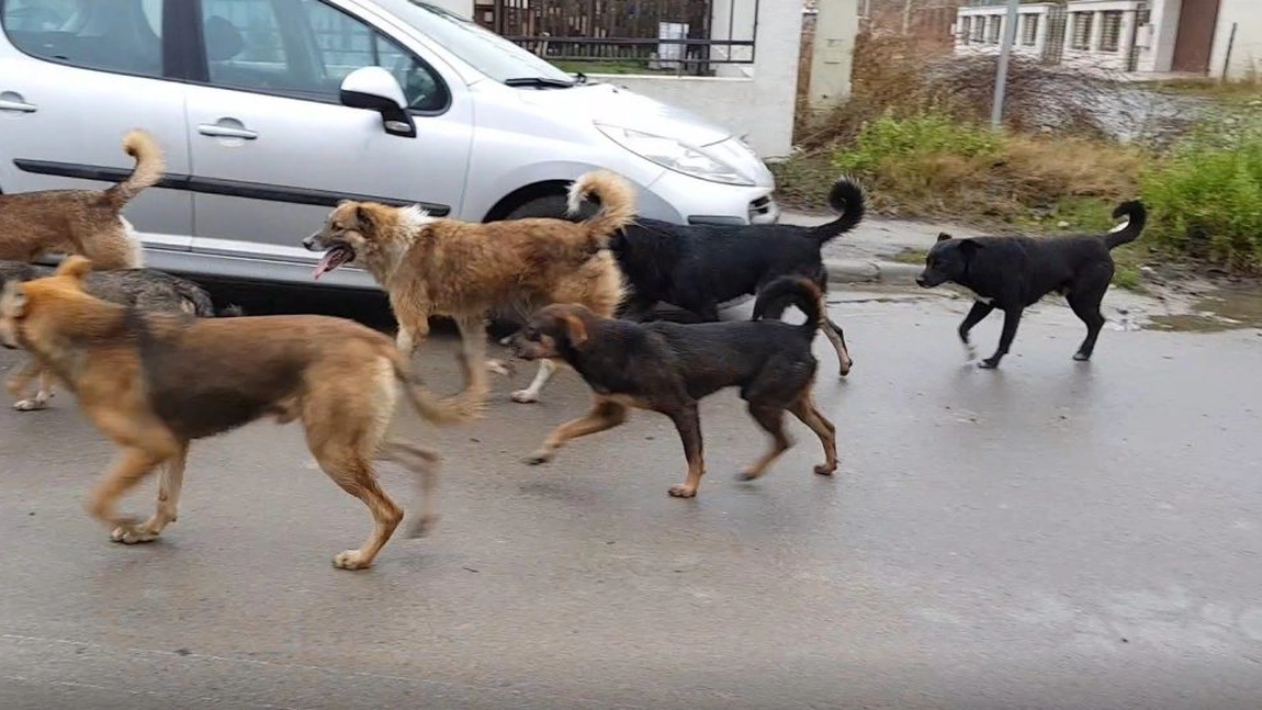 Zeci de câini, capturați de pe străzile din Iași în câteva săptămâni! Animalele fără stăpân vin spre oraș din zona metropolitană
