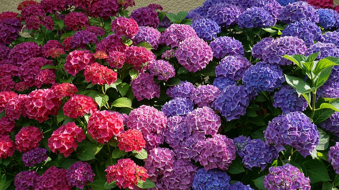 Când se plantează hortensia din ghiveci în grădină? Este mai bine să le plantezi primăvara sau vara?
